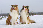 Collies