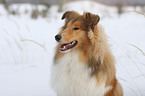 Collie Portrait