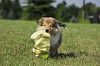 Collie Puppy