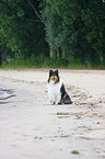 Collie