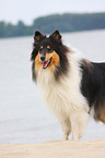 Collie