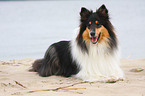 Collie