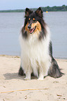 Collie