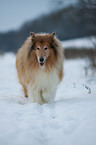 longhaired Collie in snow