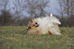 longhaired collie