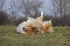 longhaired collie