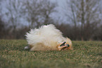 longhaired collie