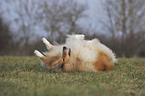 longhaired collie