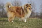 longhaired collie