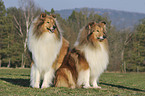 longhaired collies