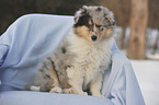 longhaired collie puppy