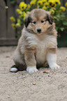 longhaired collie puppy