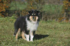 young longhaired Collie