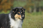 young longhaired Collie