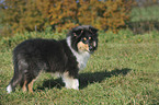 young longhaired Collie