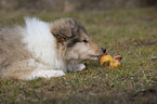 longhaired Collie puppy