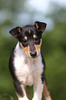 shorthaired Collie Puppy