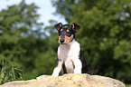 shorthaired Collie Puppy