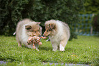 longhaired collie puppies