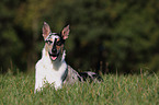 lying shorthaired Collie