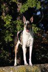 shorthaired Collie