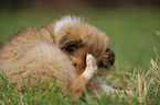 longhaired Collie puppy