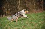 running longhaired Collie