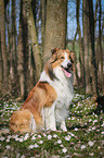 sitting longhaired Collie