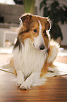 lying longhaired Collie