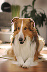 lying longhaired Collie