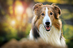 longhaired Collie portrait