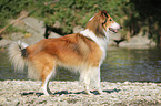 standing longhaired Collie