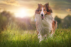 running longhaired Collie