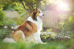 sitting longhaired Collie