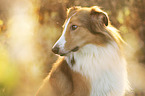 longhaired Collie portrait