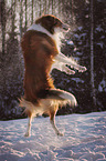 playing longhaired Collie