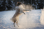 playing longhaired Collie