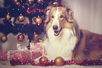 longhaired Collie at christmas