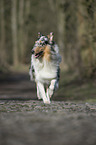 walking longhaired Collie