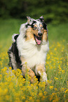 running longhaired Collie