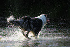 running longhaired Collie