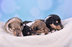 Collie Puppies