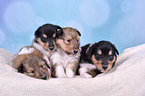 Collie Puppies