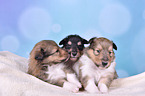 Collie Puppies