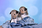 Collie Puppies