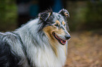 longhaired Collie Portrait