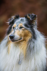 longhaired Collie Portrait