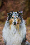 longhaired Collie Portrait