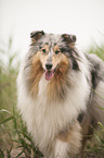 longhaired Collie portrait