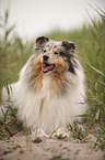 lying longhaired Collie